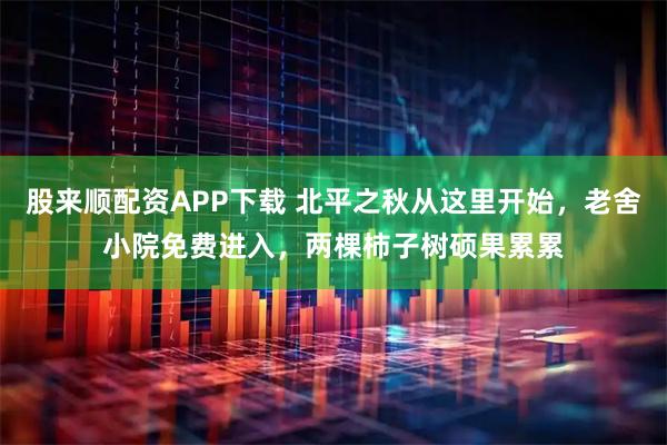 股来顺配资APP下载 北平之秋从这里开始，老舍小院免费进入，两棵柿子树硕果累累